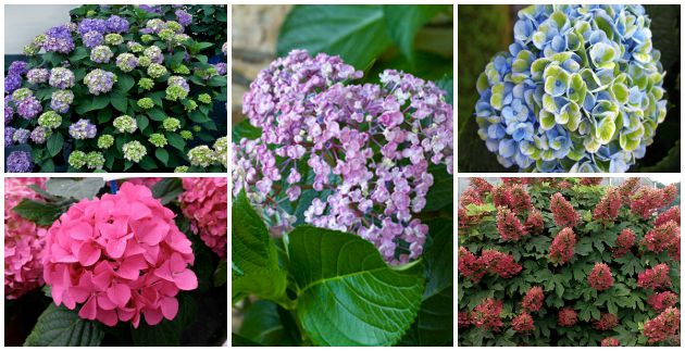 New Hydrangeas for 2015