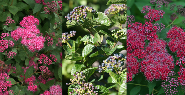 New Arrivals: 10 New Shrubs for Your Landscape