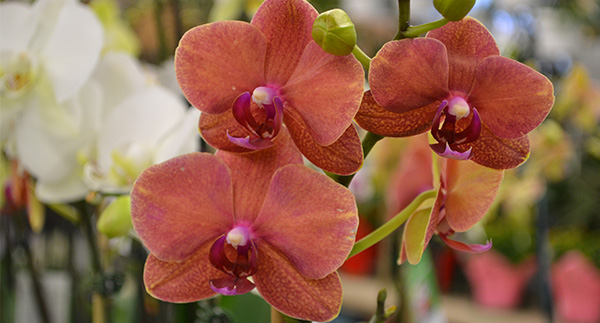 15th Annual Orchid Festival is February 11 & 12, 2017