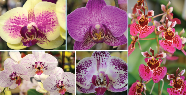 5 Fun Orchid Facts and Care