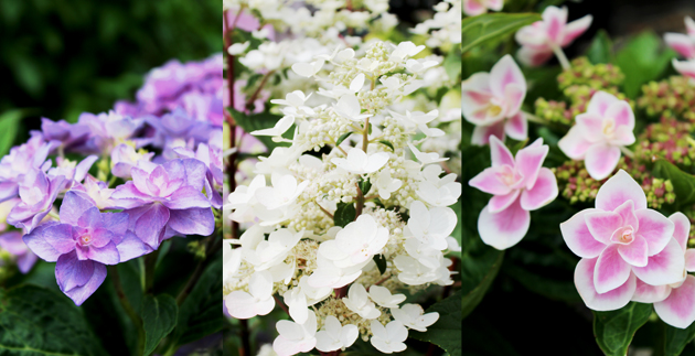 Our Collection of Hydrangeas
