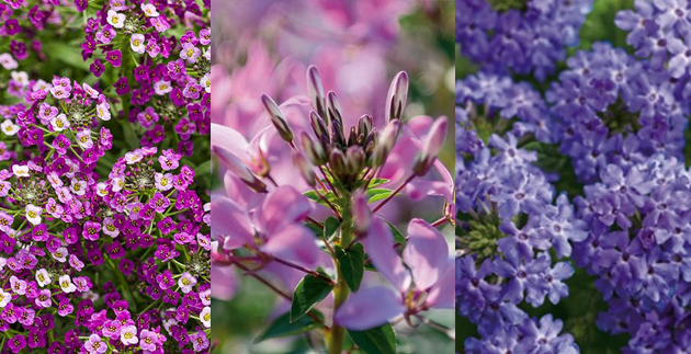 P. Allen Smith’s Cool Colored Picks by Proven Winners