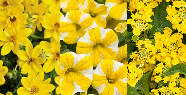 P. Allen Smith’s Warm Colored Picks by Proven Winners