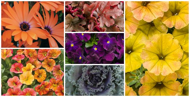 Refresh Summer Container Gardens with Fall Color