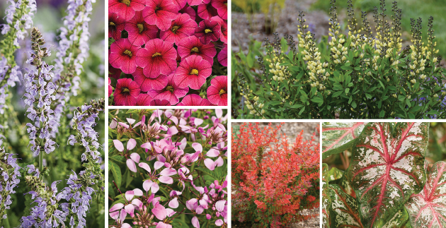 Hot New Plants from Proven Winners