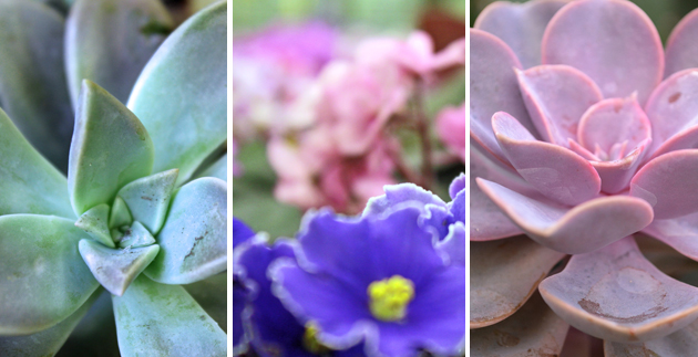 In Plants: PANTONE’s Color of the Year 2016