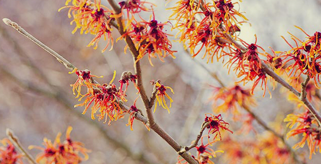 Plant Spotlight: Helleborus & Witch Hazel