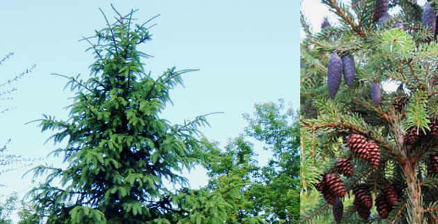 Plant Spotlight: Serbian Spruce
