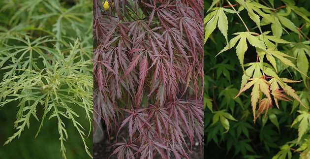 Plant Spotlight: Japanese Maples & Evergreens