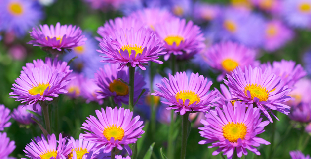 Plant Spotlight: Asters