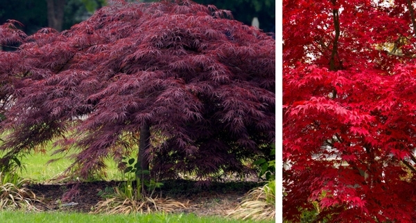 Plant Spotlight: Japanese Maples