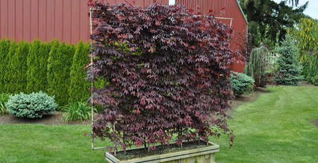 Plant Spotlight: Plant Screens