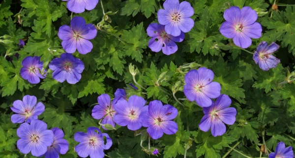 PLANT SPOTLIGHT: Virginia Sweetspire & Groundcovers