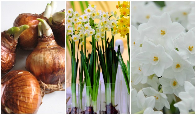 How to Plant Paperwhite Bulbs