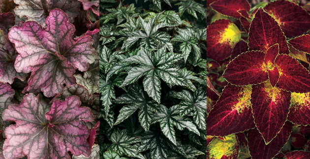 Plants that like the Shade