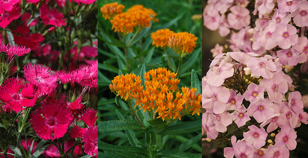 Plants that like the Sun