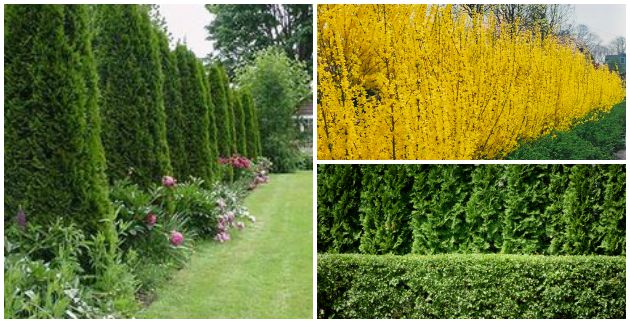 Spotlight: Plants for Screening