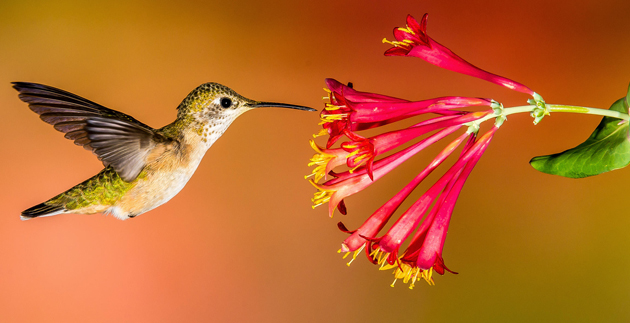 Attracting Hummingbirds and Butterflies to Your Garden