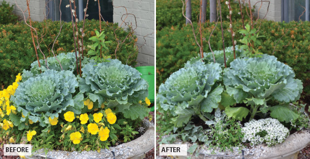 Steps to Refreshing your Container Gardens