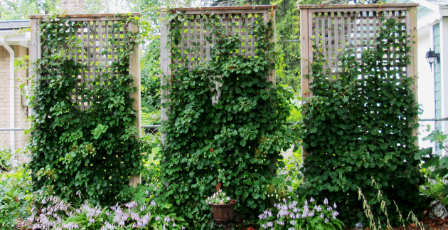 Product Spotlight:  Decks & Wood Structures