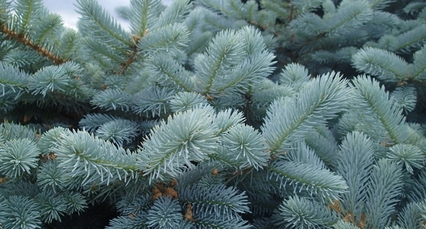 Plant Spotlight: Specimen Plants