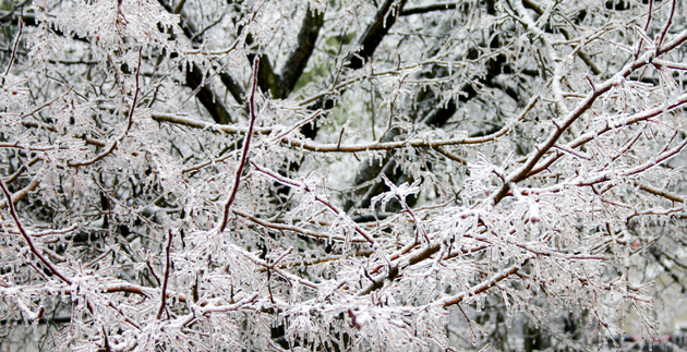 Protecting Your Garden from the Elements