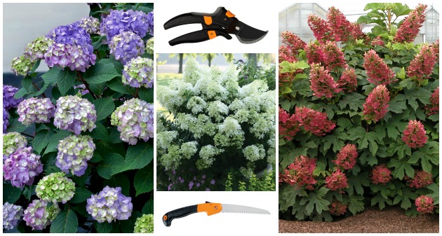 How to Prune Hydrangeas