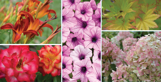 5 Ideas to Refresh Your Summer Garden