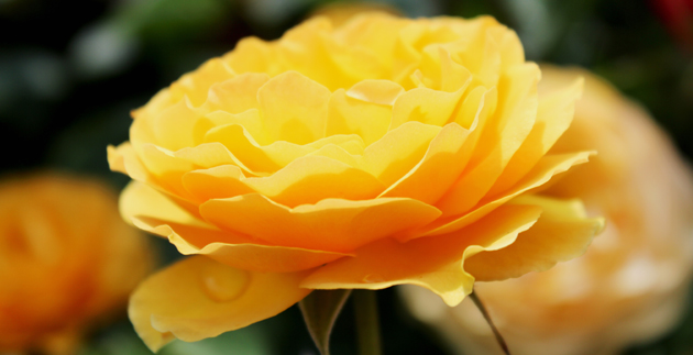 Caring for Your Roses