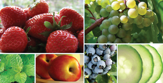 Fresh-from-the-Garden Smoothies