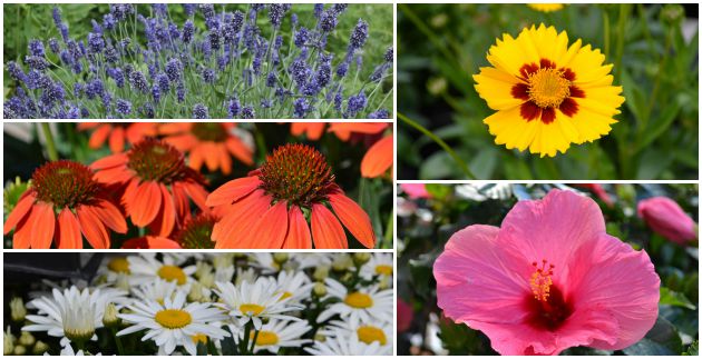 Top 10 Summer Blooming Perennials