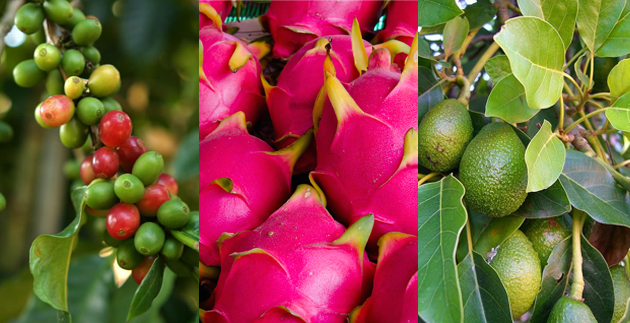 Taste of the Tropics