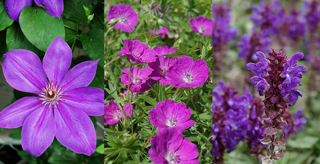 The 20 Best Perennials for Your Garden