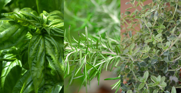 Cozy Winter Soups: Three Recipes from Your Indoor Herb Garden