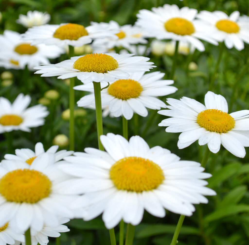 8 Tips for Pruning and Dividing