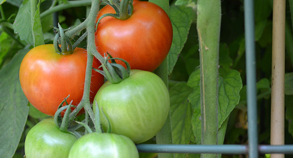 5 Tips to Grow Tomatoes