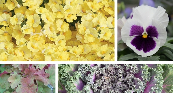 Top Plants for Fall Containers