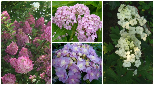 Types of Hydrangeas