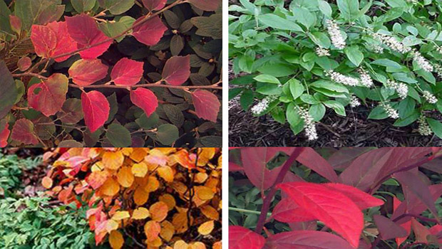 Plant Spotlight: Itea and Fothergilla