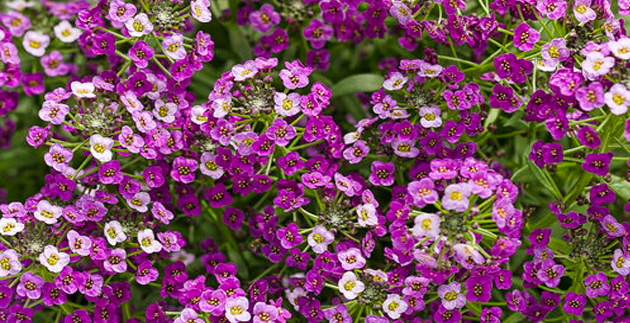 Pruning Basics: Pruning with the Right Tools and Gloves