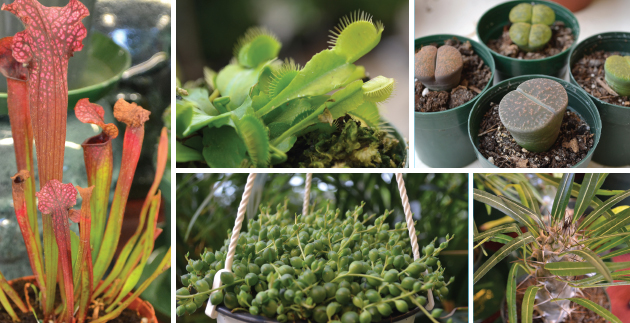 7 Unusual Houseplants to Try this Year