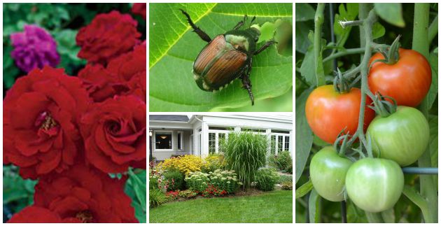 What’s Eating My Garden?