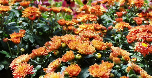 What to do in the Garden this Month: October