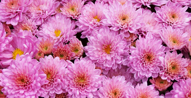 What to do in the Garden this Month: November