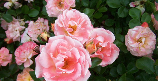 What to do in the Garden Right Now: July