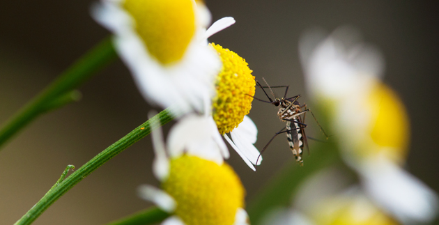 Tips for Controlling Mosquitoes