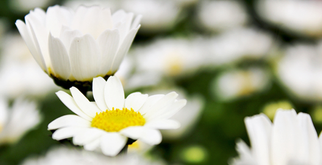 What to do in the Garden Right Now: June