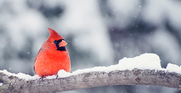 Winter Bird Feeding Tips