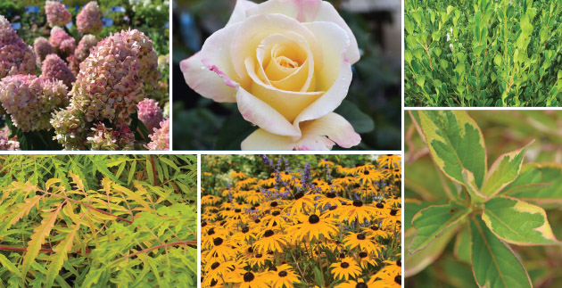 Protect your plants from winter damage in 3 easy steps