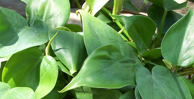 Top 10 Low-Maintenance House Plants